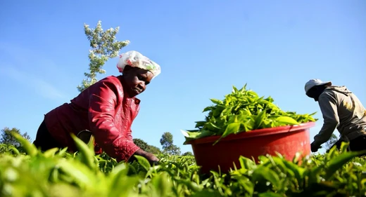 The Anthropology of Tea: A Comprehensive Review