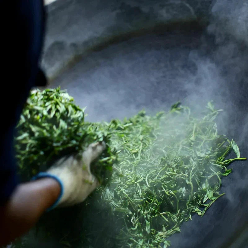 How to Identify the Quality of Pu-erh Tea: A Beginner’s Guide to Becoming a Connoisseur