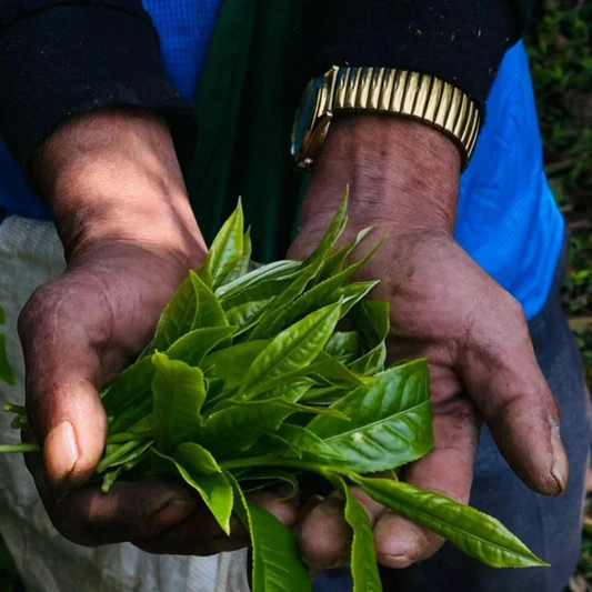 Phoenix Tea: What is it?