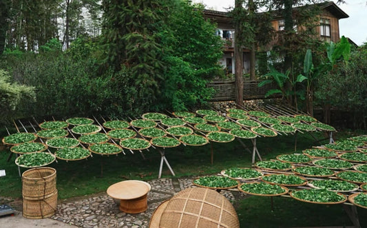 Contemporary Tea Industry in Mainland China: Tradition Meets Modernity