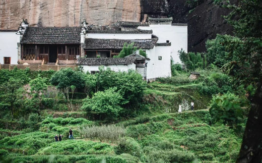 Fujian White Tea: What You Should Know