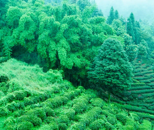 Ten Novels Steeped in the Elegance of Tea