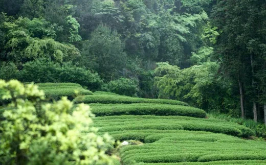 The Organic Tea Movement: A Literature Review