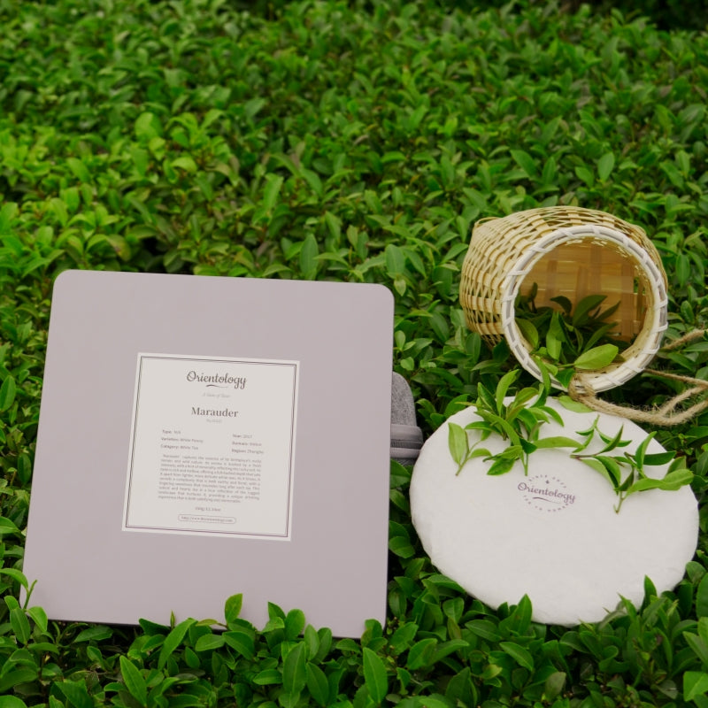 Premium Fujian White Tea: Marauder